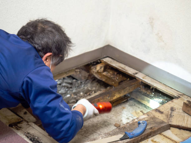 Reliable Carter, TX Mold Removal Solutions