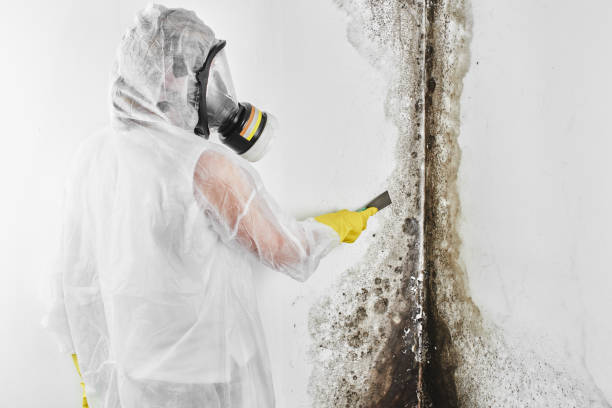 Mold Removal Process in Carter, TX