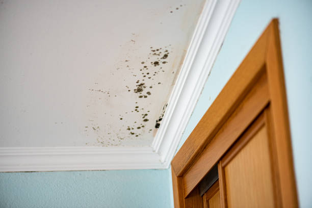 Best Mold Removal Company Near Me  in Carter, TX