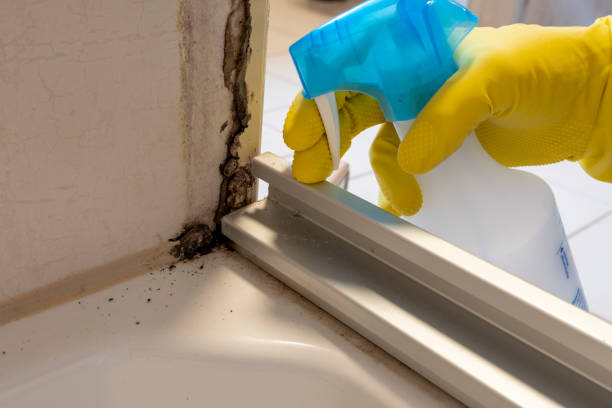Best Fast Mold Removal  in Carter, TX