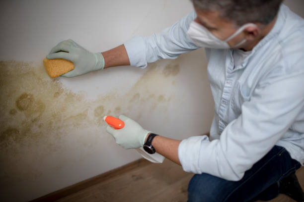 Best Mold Damage Repair  in Carter, TX