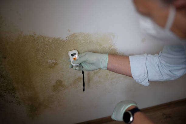 Office Mold Removal Services in Carter, TX