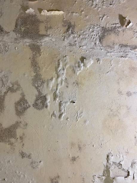 Best Mold Removal Process  in Carter, TX