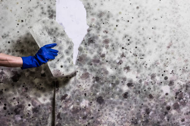 Mold Removal and Inspection in Carter, TX