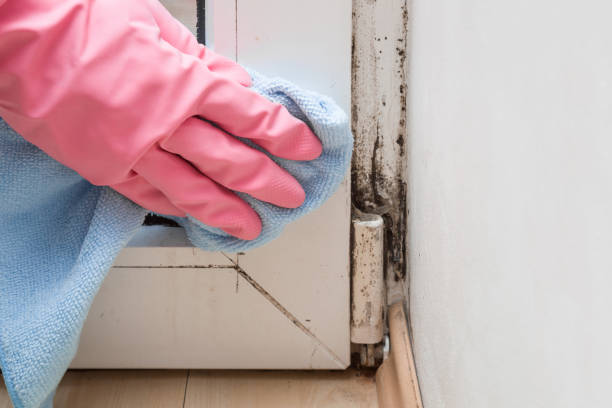 Best Office Mold Removal Services  in Carter, TX