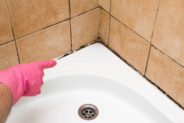 Best Best Mold Removal Companies  in Carter, TX